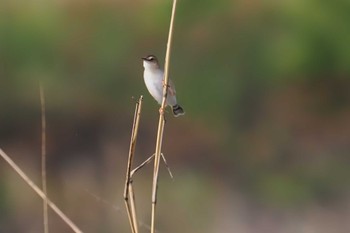 Zitting Cisticola 多摩川二ヶ領宿河原堰 Sun, 4/14/2024