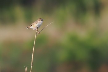 Zitting Cisticola 多摩川二ヶ領宿河原堰 Sun, 4/14/2024