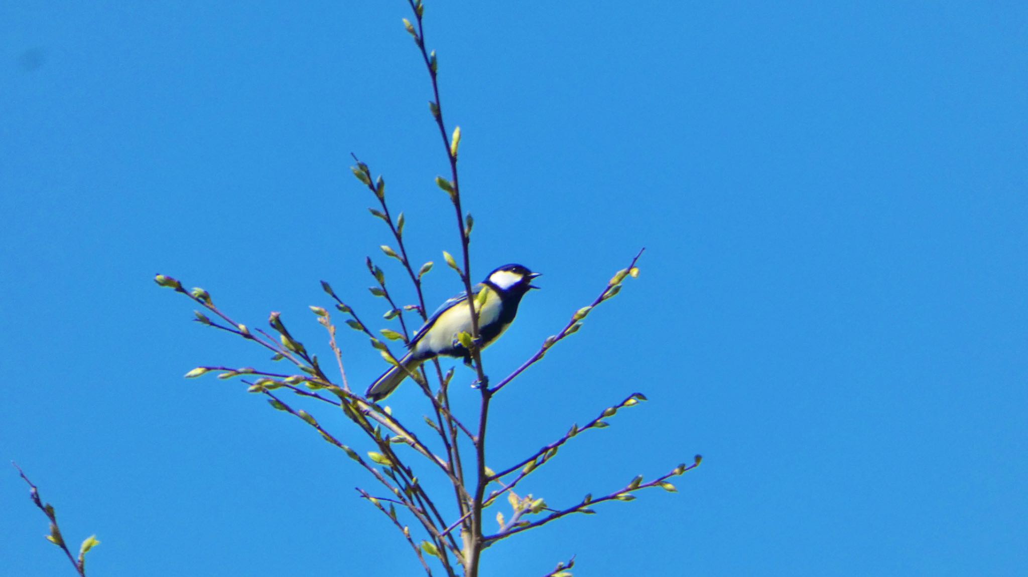 Japanese Tit