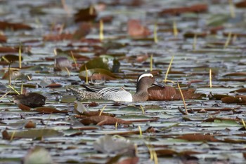 Garganey 見沼自然公園 Mon, 4/15/2024