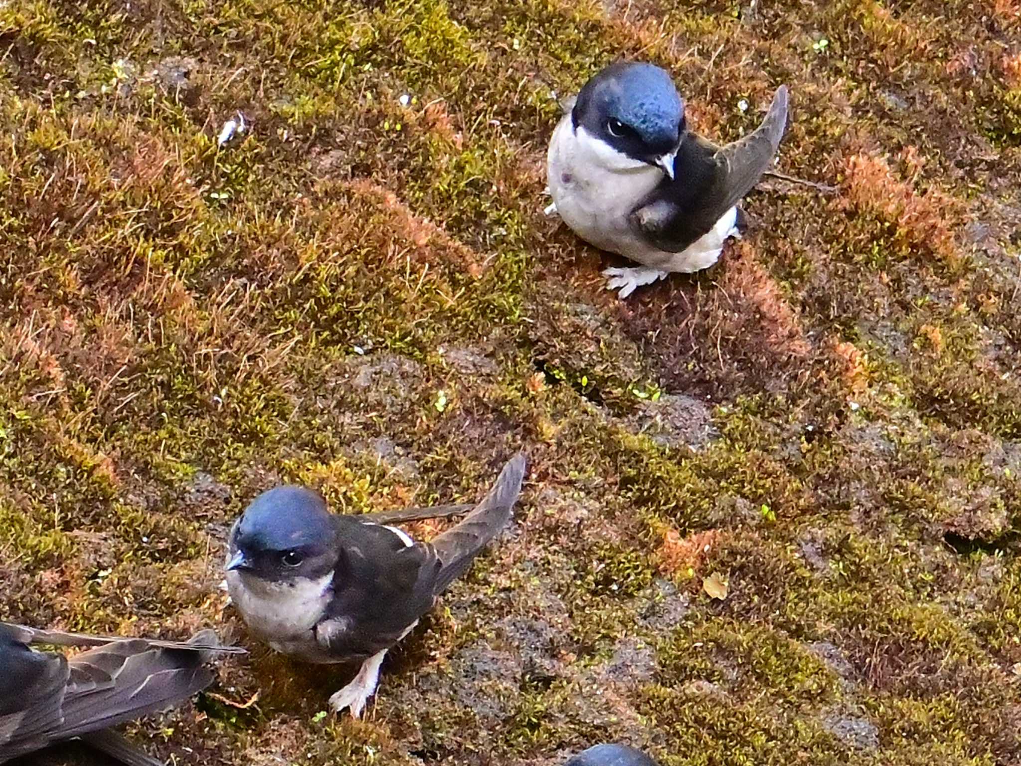 Asian House Martin