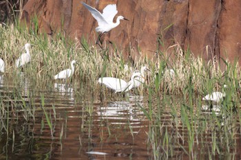 Great Egret Kasai Rinkai Park Sat, 4/13/2024