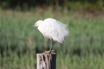 コサギ 葛西臨海公園 2024年4月13日(土)