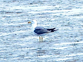 ウミネコ 葛西臨海公園 2024年4月13日(土)