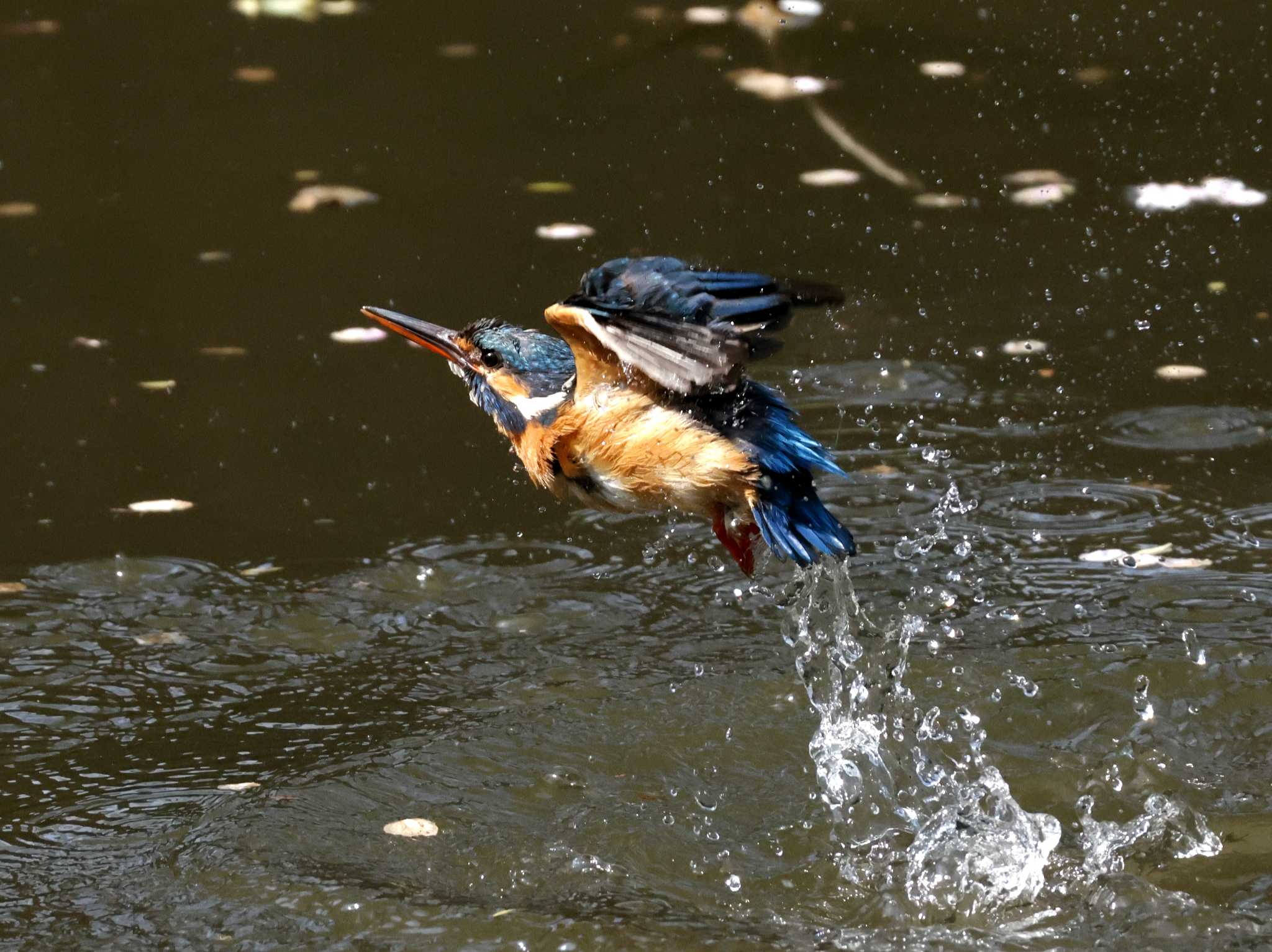 都立猿江恩賜公園 カワセミの写真 by しろくま