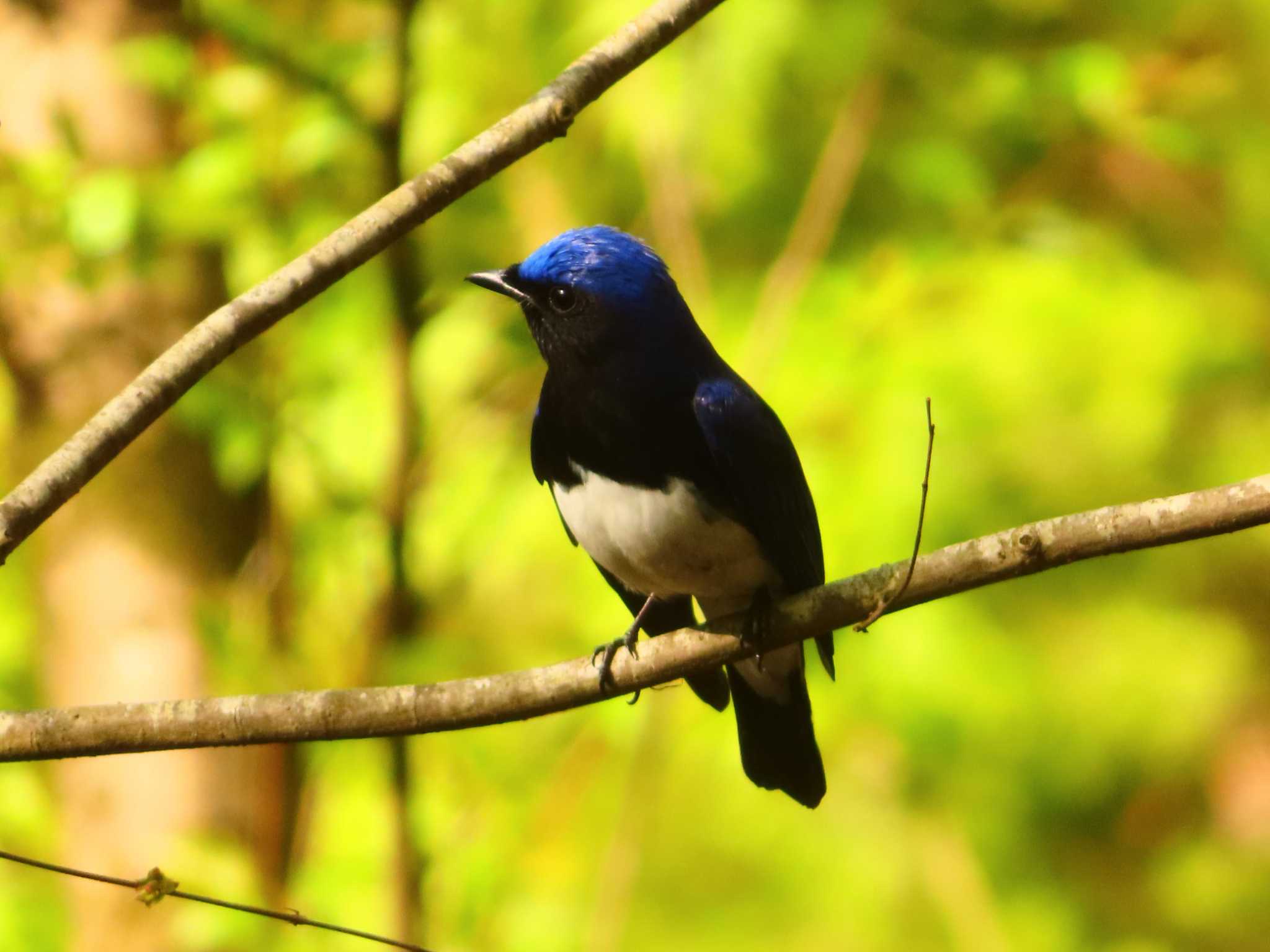 Blue-and-white Flycatcher