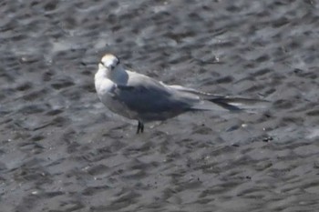 Common Tern Sambanze Tideland Mon, 4/15/2024