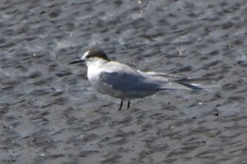 Common Tern Sambanze Tideland Mon, 4/15/2024