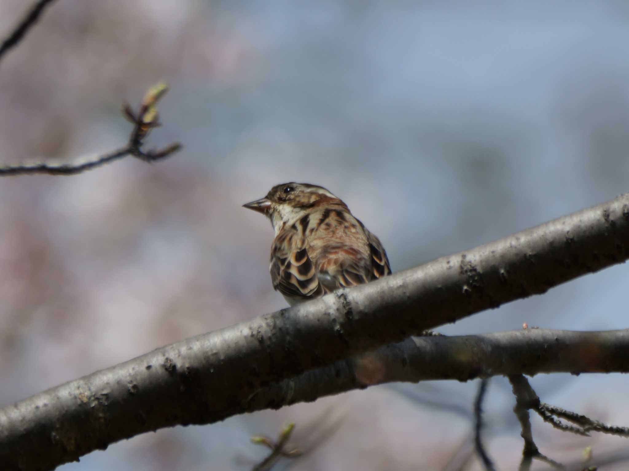 しばらく一羽でいました・・。 by little birds