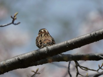 Rustic Bunting 秩父 Sat, 4/13/2024