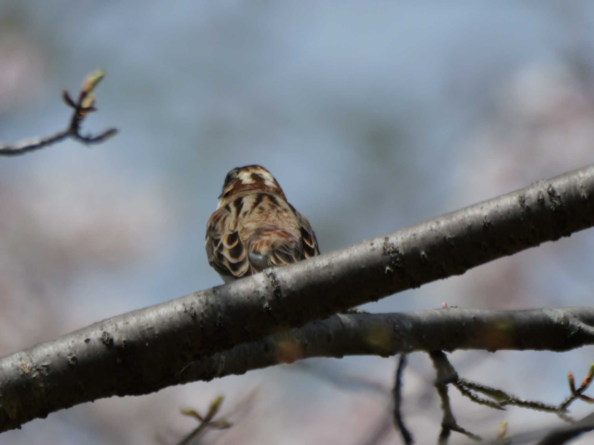 何かあったのか・・ by little birds