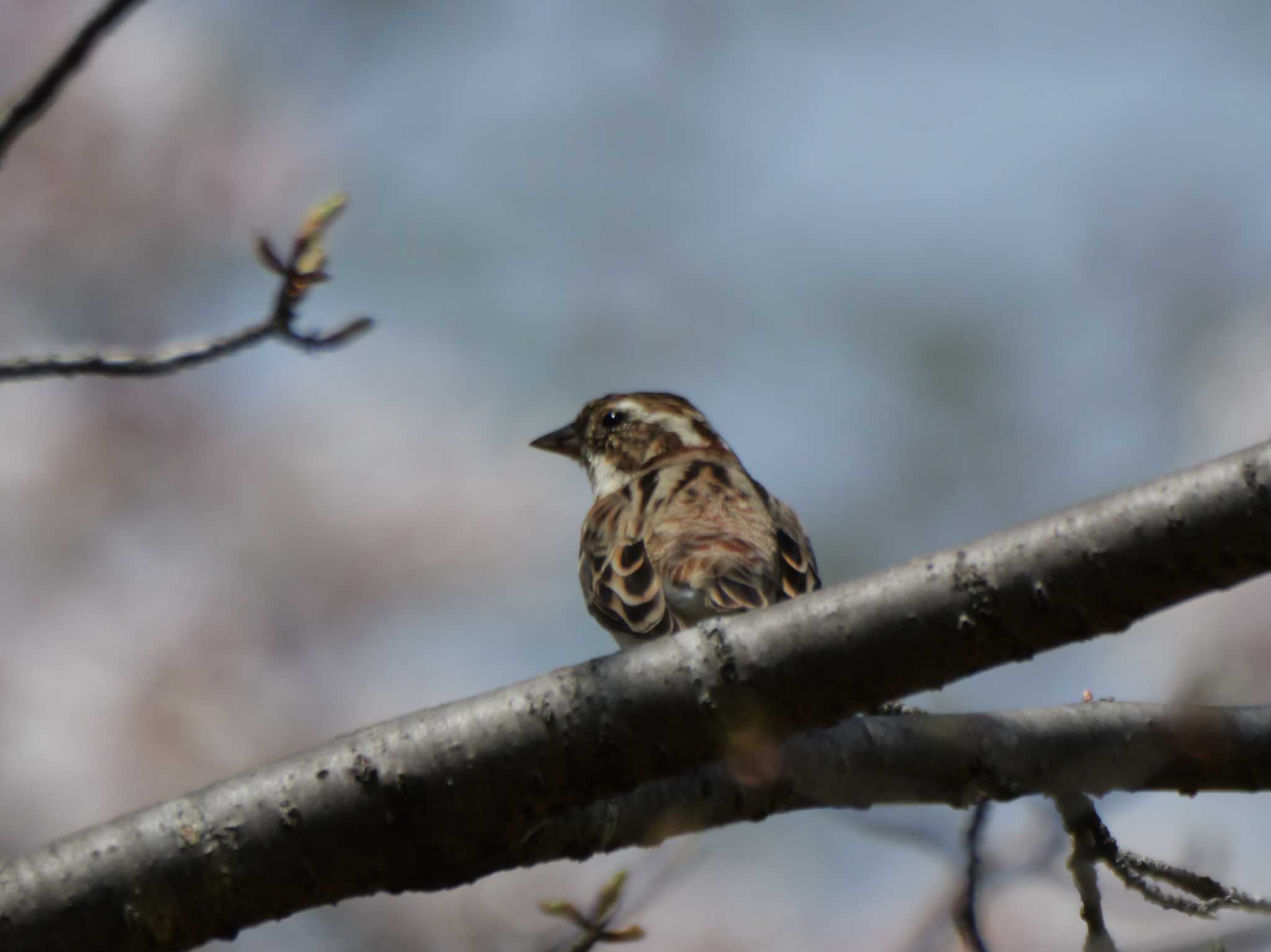 カシラダカ3態。　※　　落ち着いた様子、寂しそう・・ by little birds