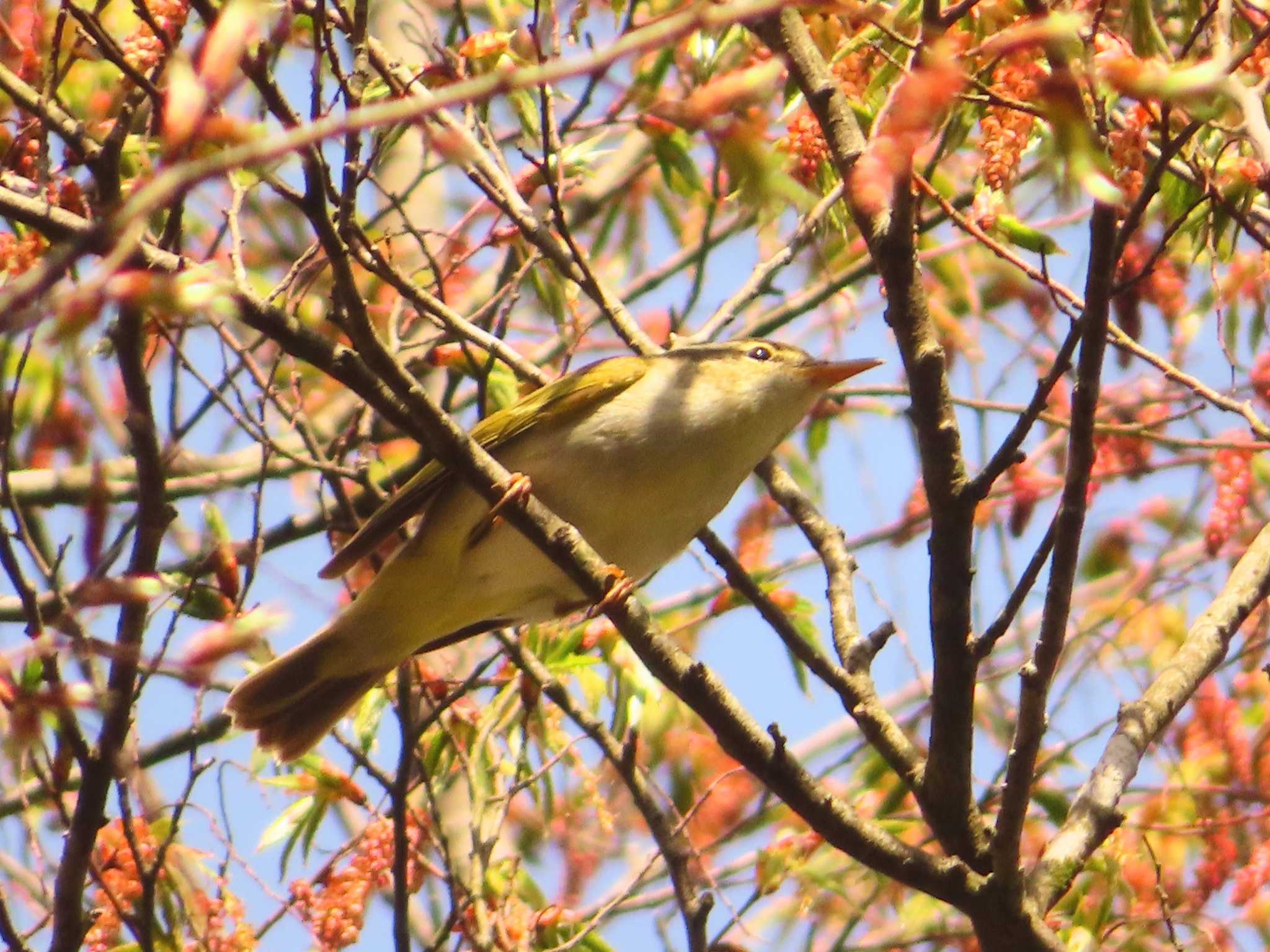 Photo of Eastern Crowned Warbler at Hayatogawa Forest Road by ゆ