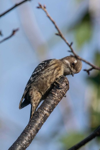 Japanese Pygmy Woodpecker 馬見丘陵公園 Tue, 12/25/2018