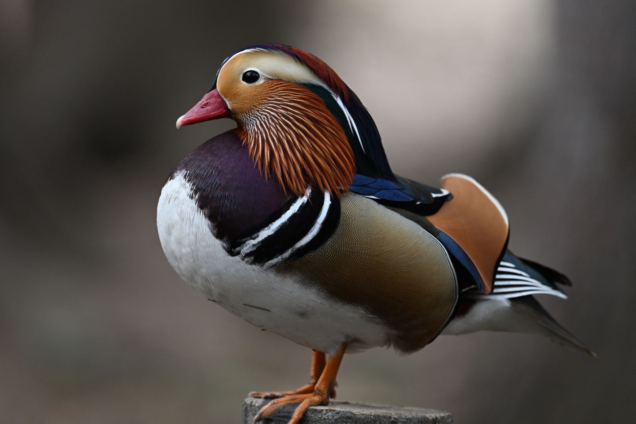 Photo of Mandarin Duck at 札幌 by あん子