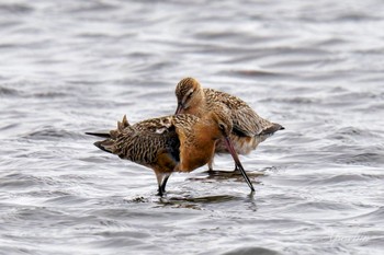 Bar-tailed Godwit Sambanze Tideland Sat, 4/13/2024