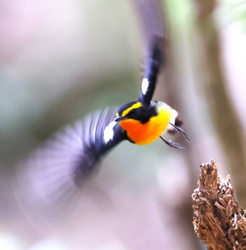 Narcissus Flycatcher 近所の里山 Mon, 4/15/2024