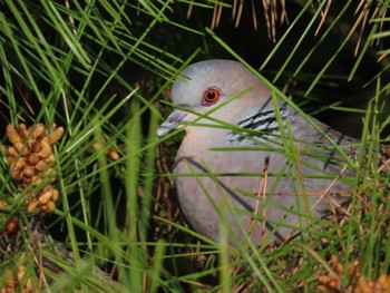 Oriental Turtle Dove Oikeshinsui Park Sun, 4/14/2024