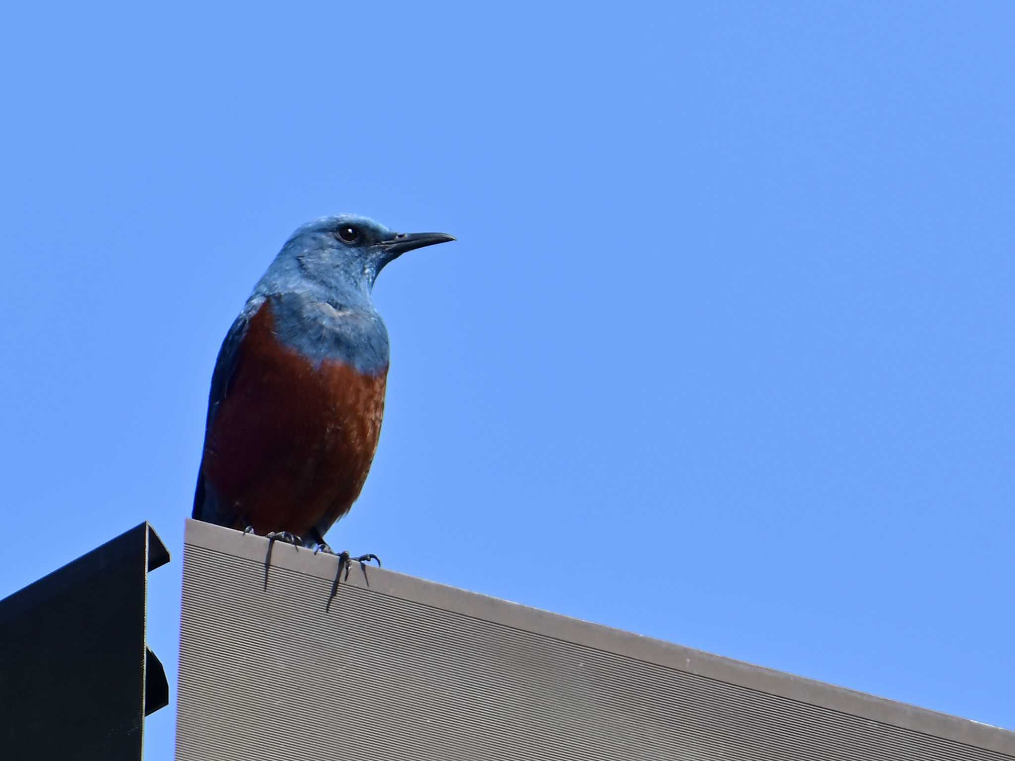 Blue Rock Thrush