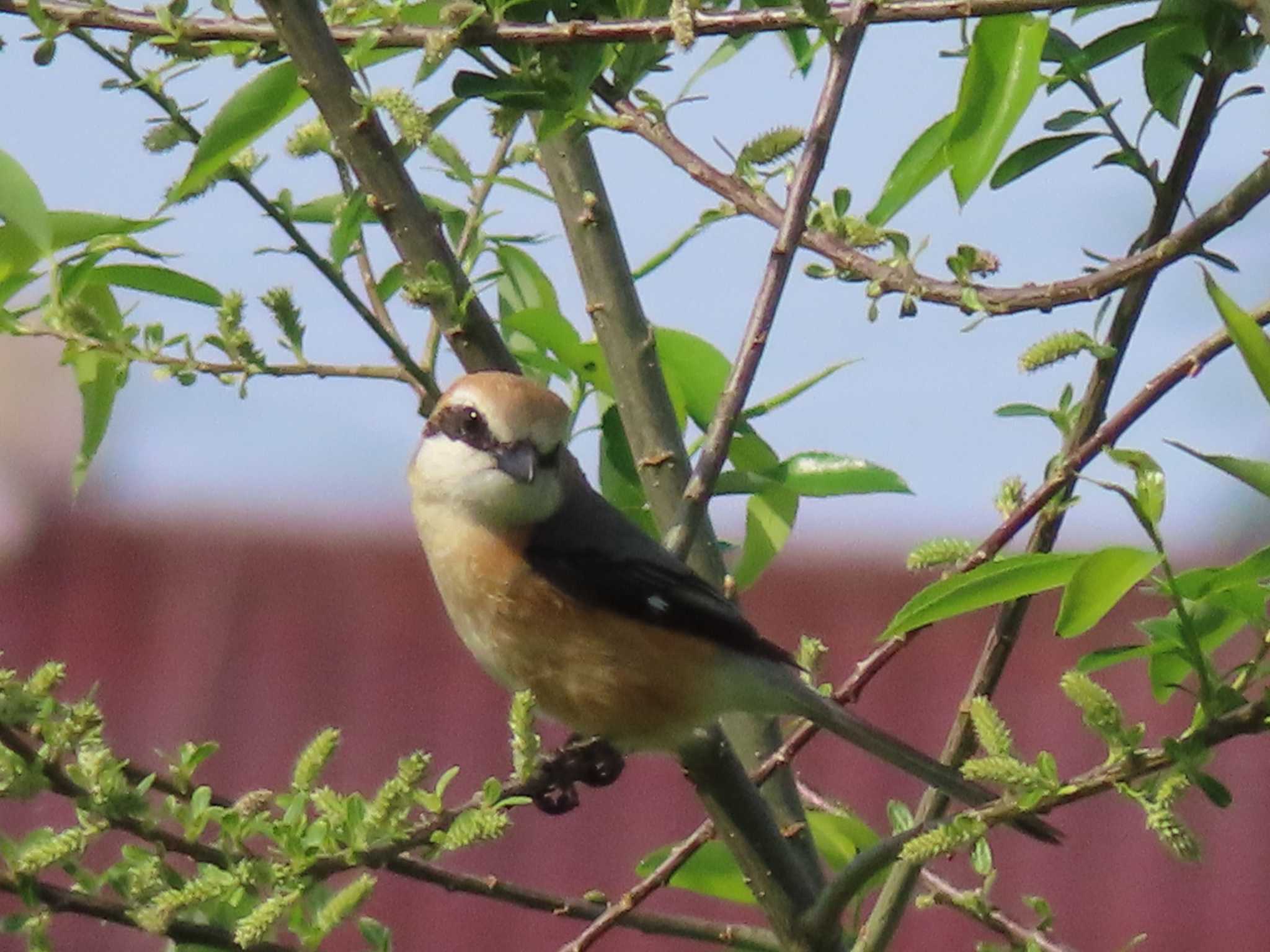 Photo of Bull-headed Shrike at 多摩川 by ツートン