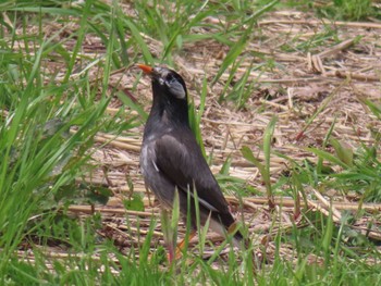 White-cheeked Starling 多摩川 Sat, 4/13/2024