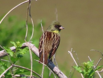 Masked Bunting 多摩川 Sat, 4/13/2024