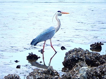 アオサギ 葛西臨海公園 2024年4月13日(土)