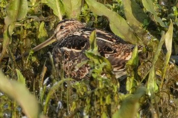 Common Snipe 多摩川 Mon, 4/15/2024