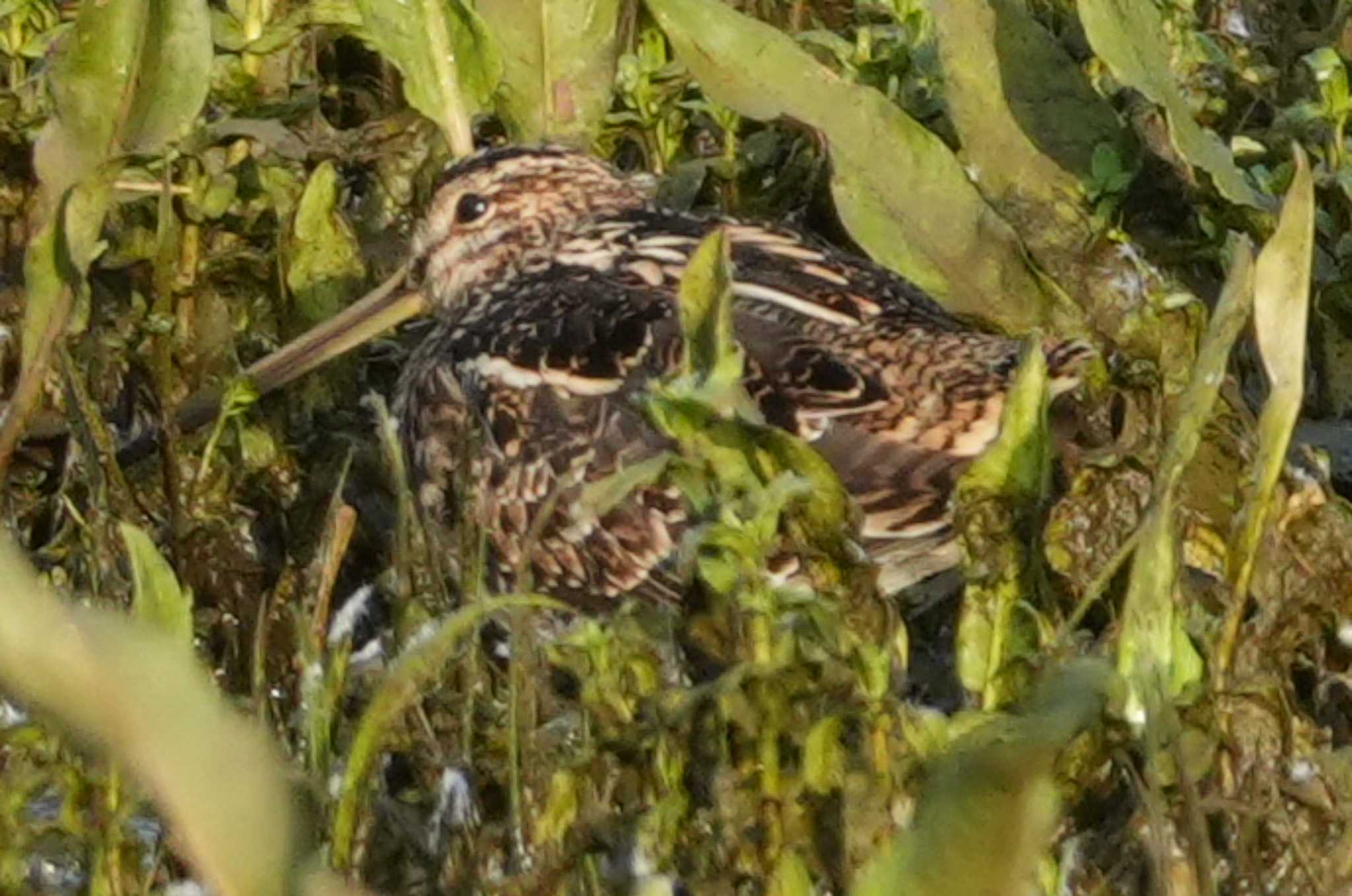 Photo of Common Snipe at 多摩川 by ツートン