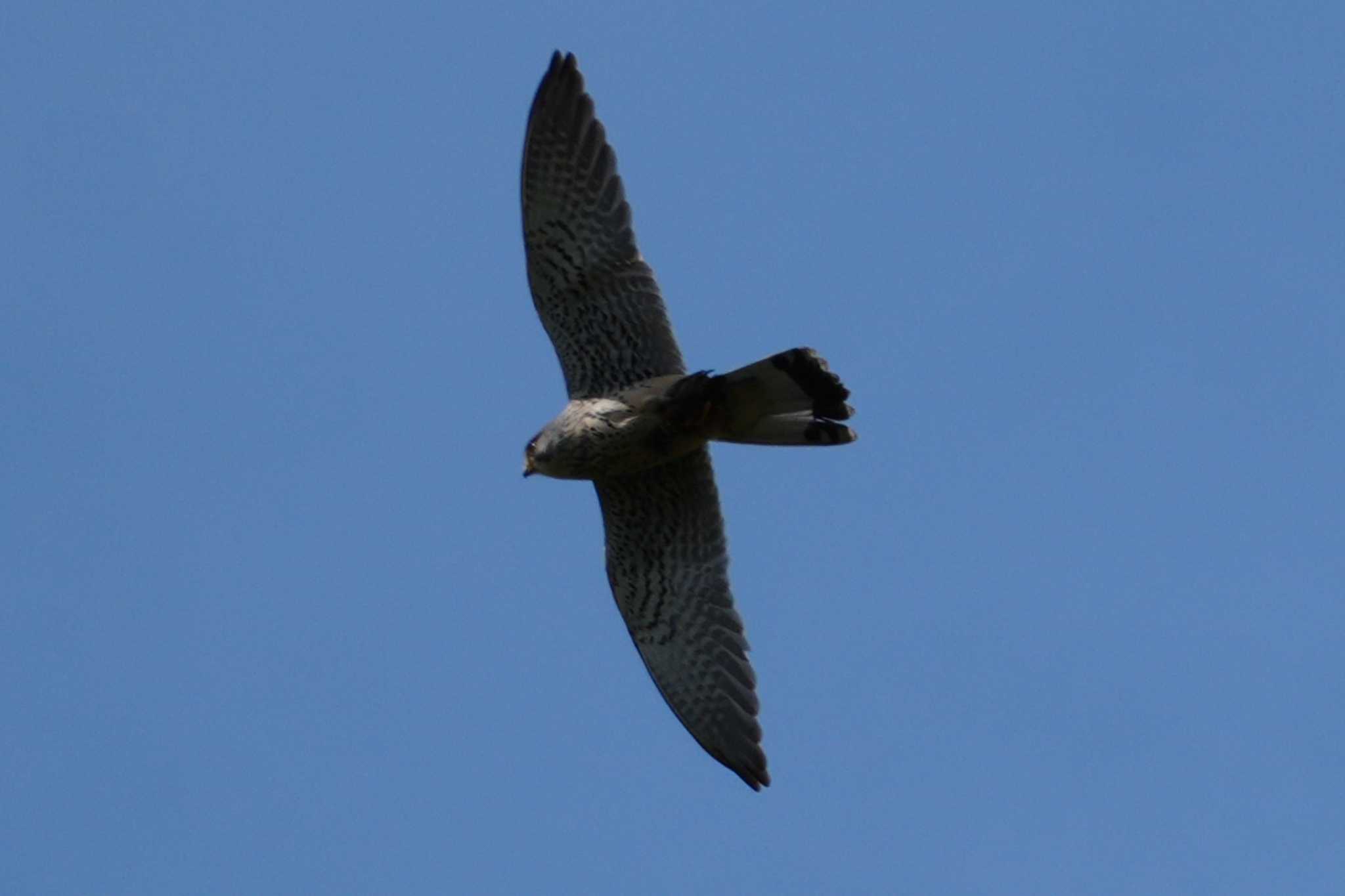 Common Kestrel