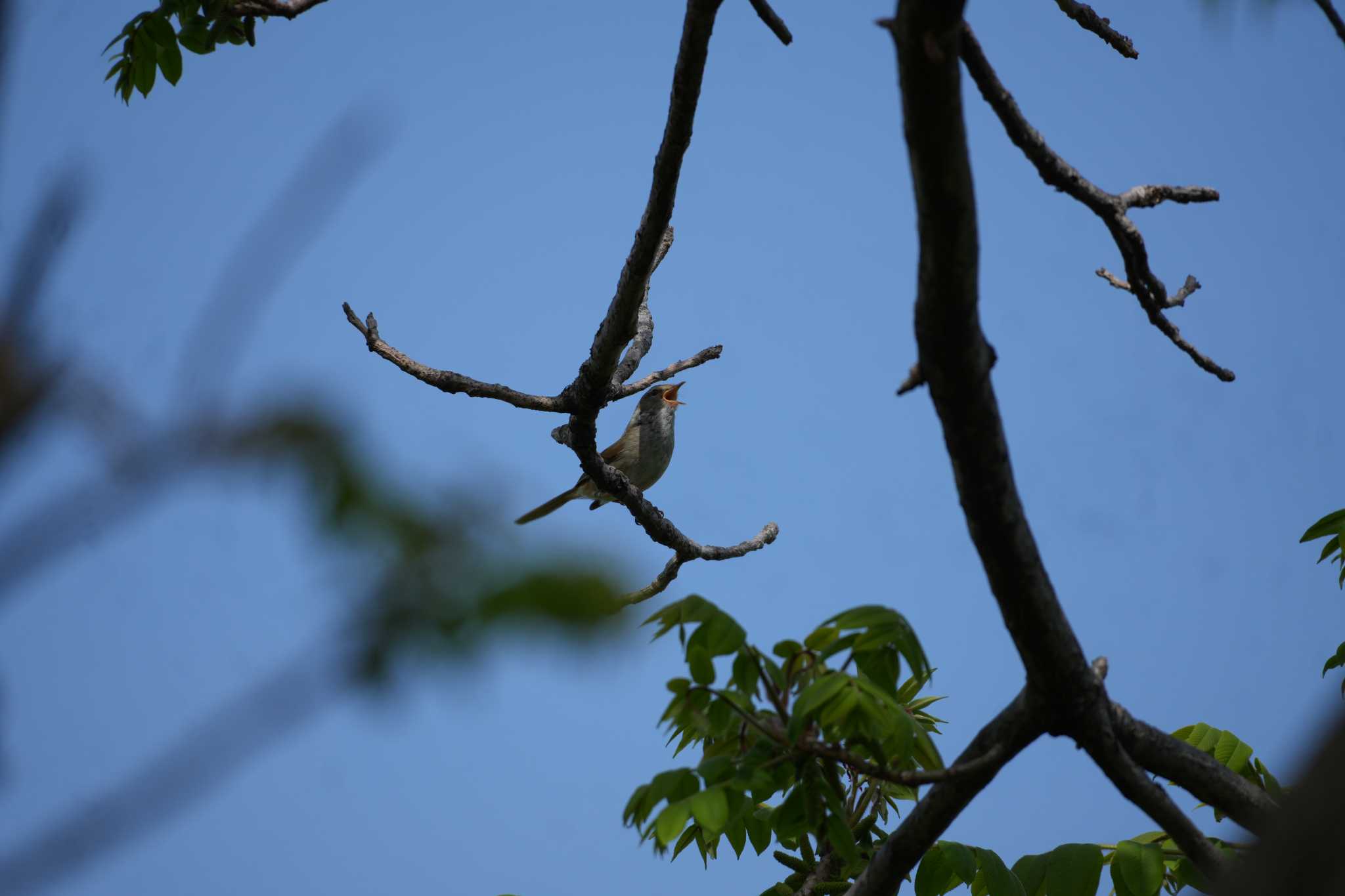 Japanese Bush Warbler