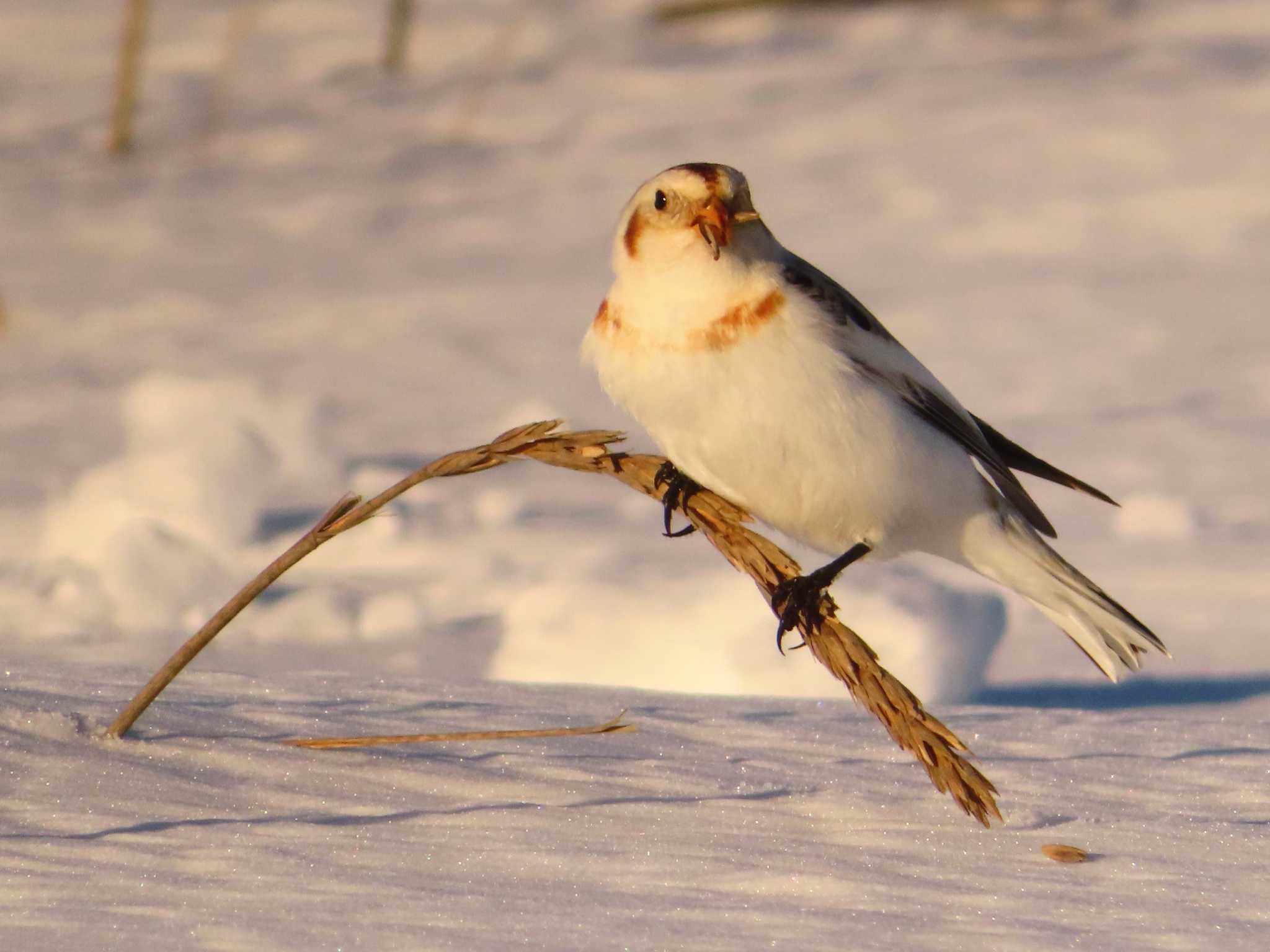 Snow Bunting