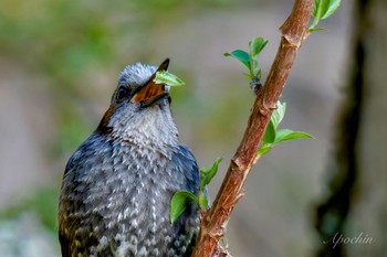 Brown-eared Bulbul 日向渓谷 Sun, 4/14/2024