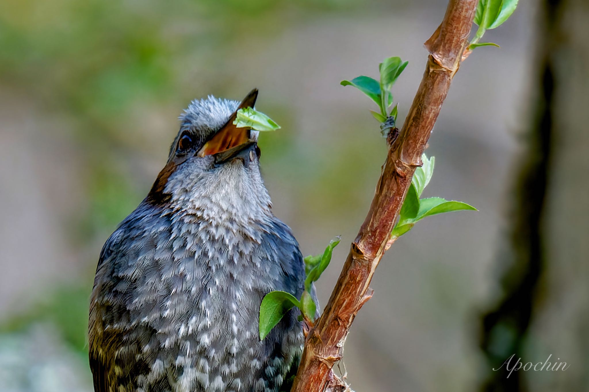 Photo of Brown-eared Bulbul at 日向渓谷 by アポちん