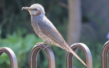 Brown-eared Bulbul 井野川サイクリングロード Mon, 4/15/2024