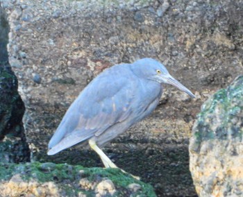 Pacific Reef Heron Unknown Spots Sat, 3/2/2024