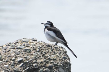 White Wagtail 酒匂川河口 Mon, 4/15/2024