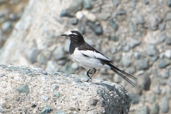 Japanese Wagtail 酒匂川河口 Mon, 4/15/2024