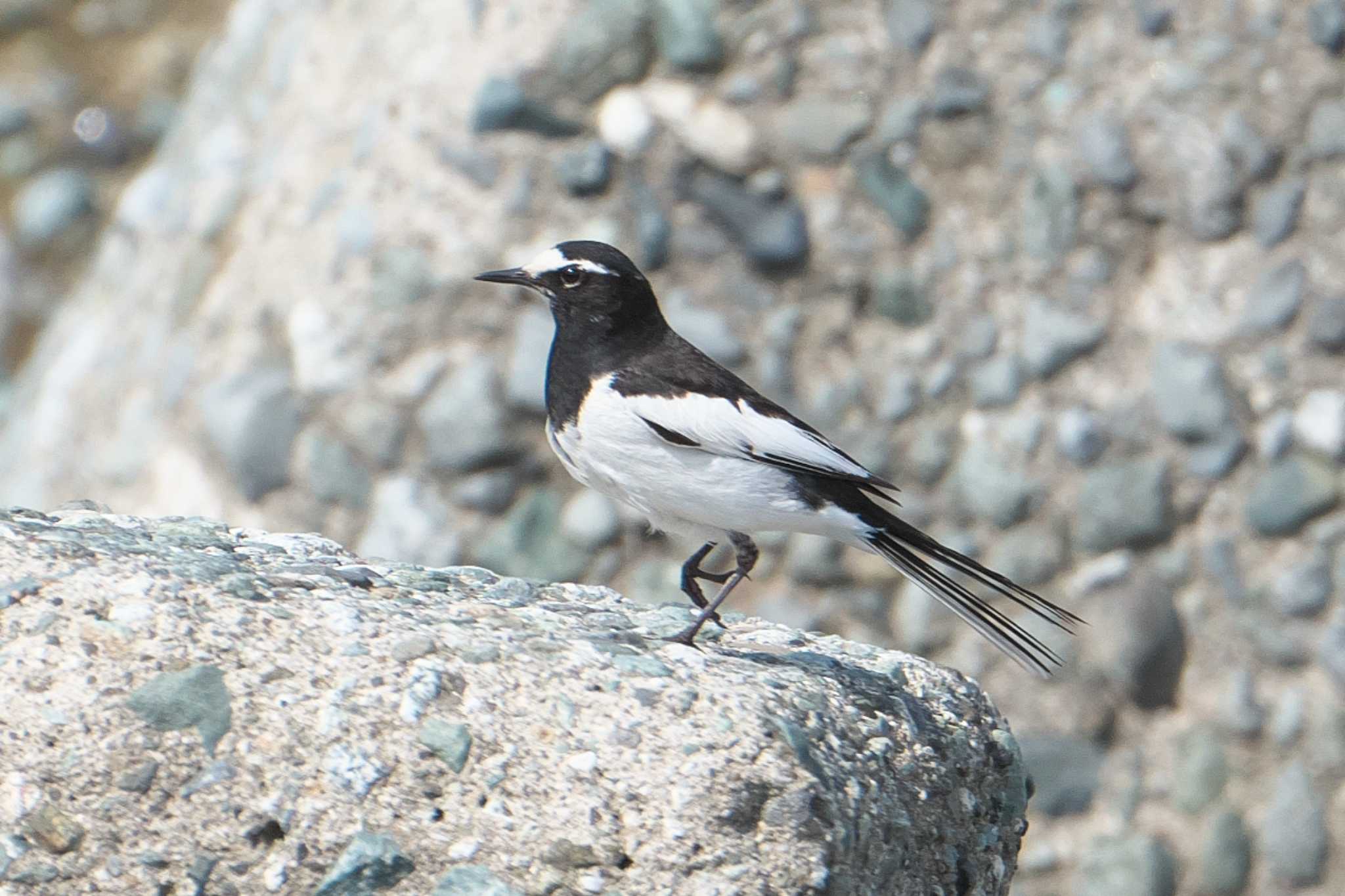 Photo of Japanese Wagtail at 酒匂川河口 by Y. Watanabe