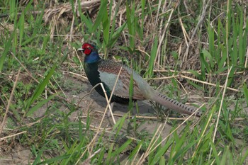 Green Pheasant 酒匂川河口 Mon, 4/15/2024