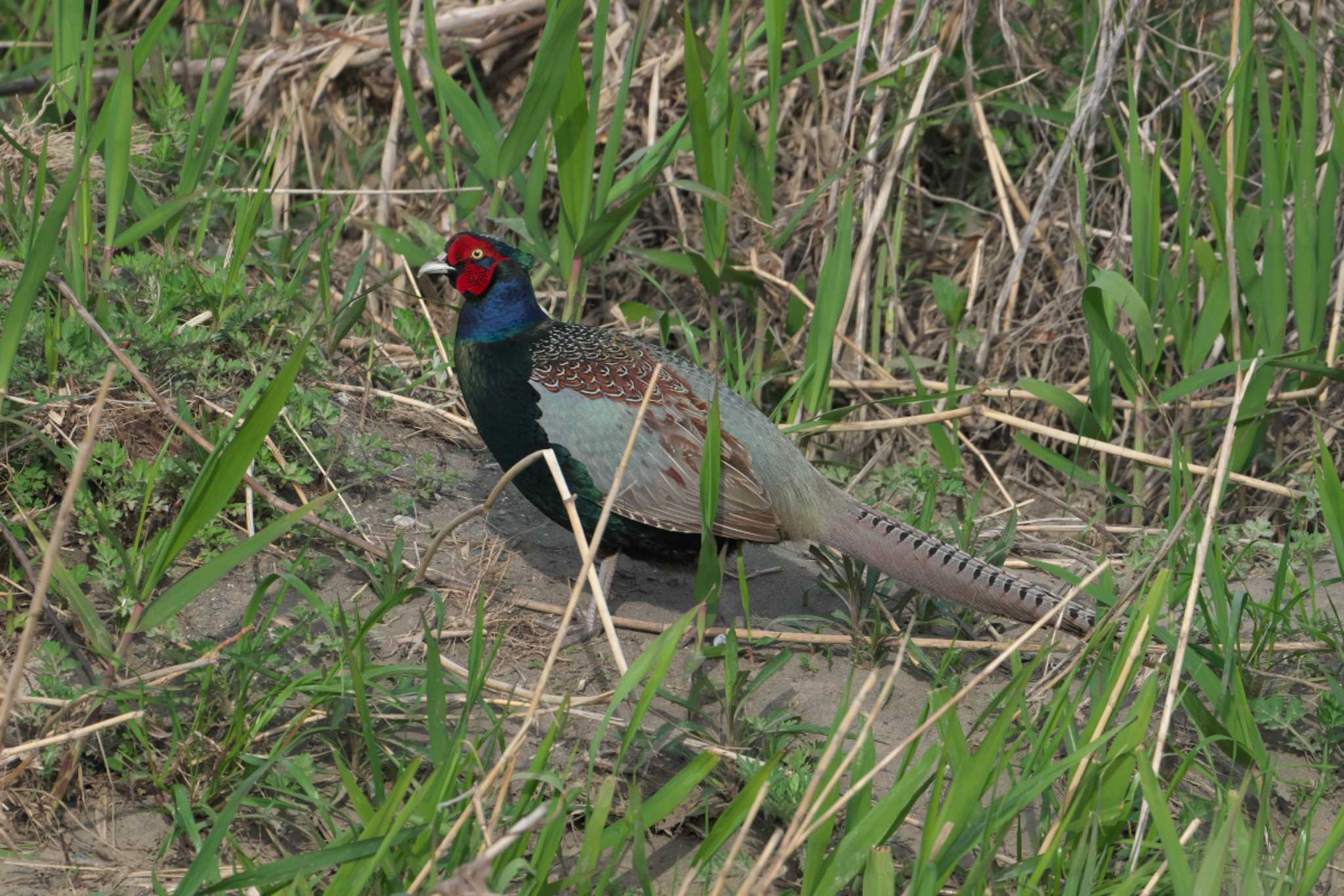 Photo of Green Pheasant at 酒匂川河口 by Y. Watanabe