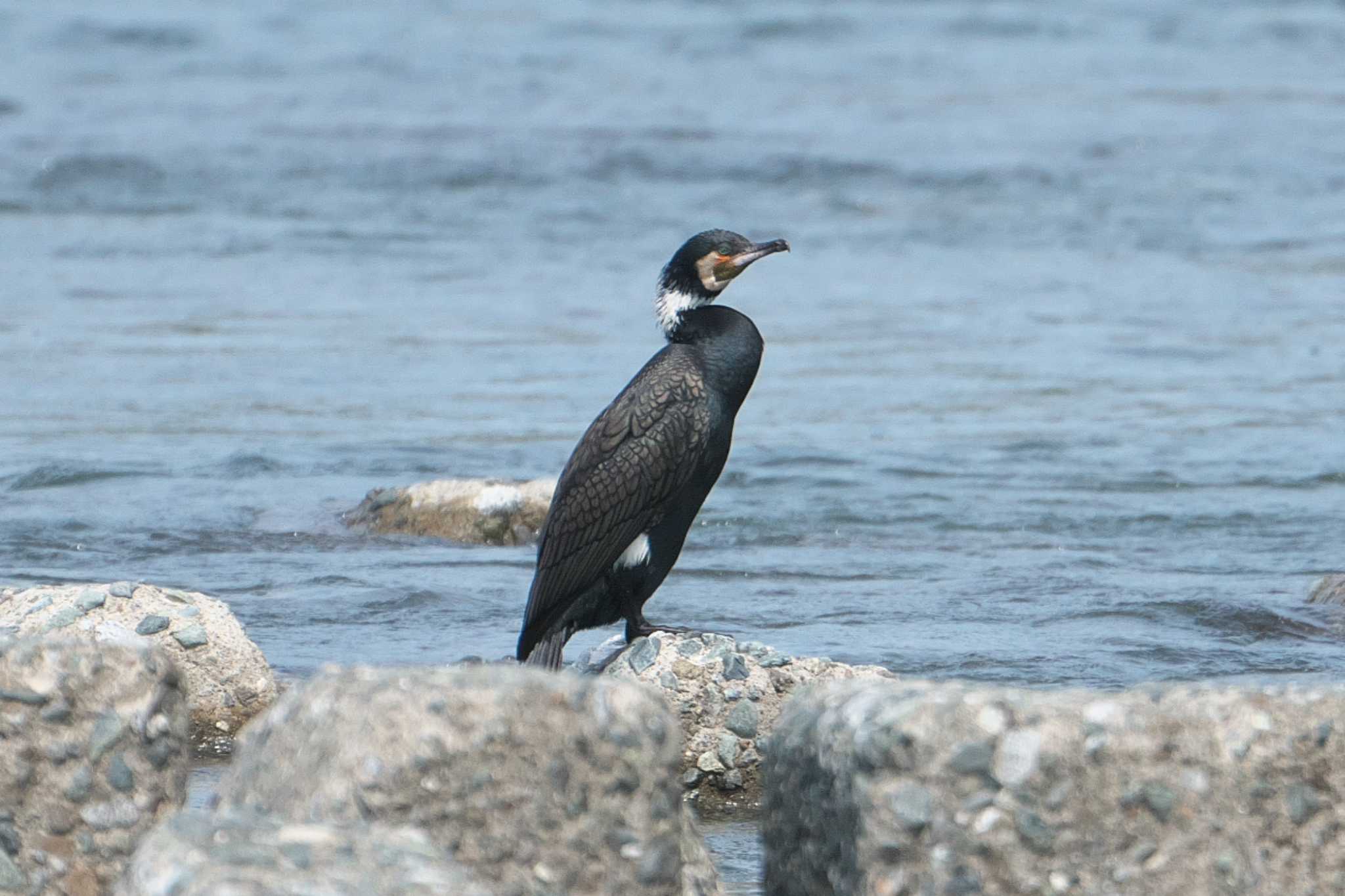 Photo of Great Cormorant at 酒匂川河口 by Y. Watanabe