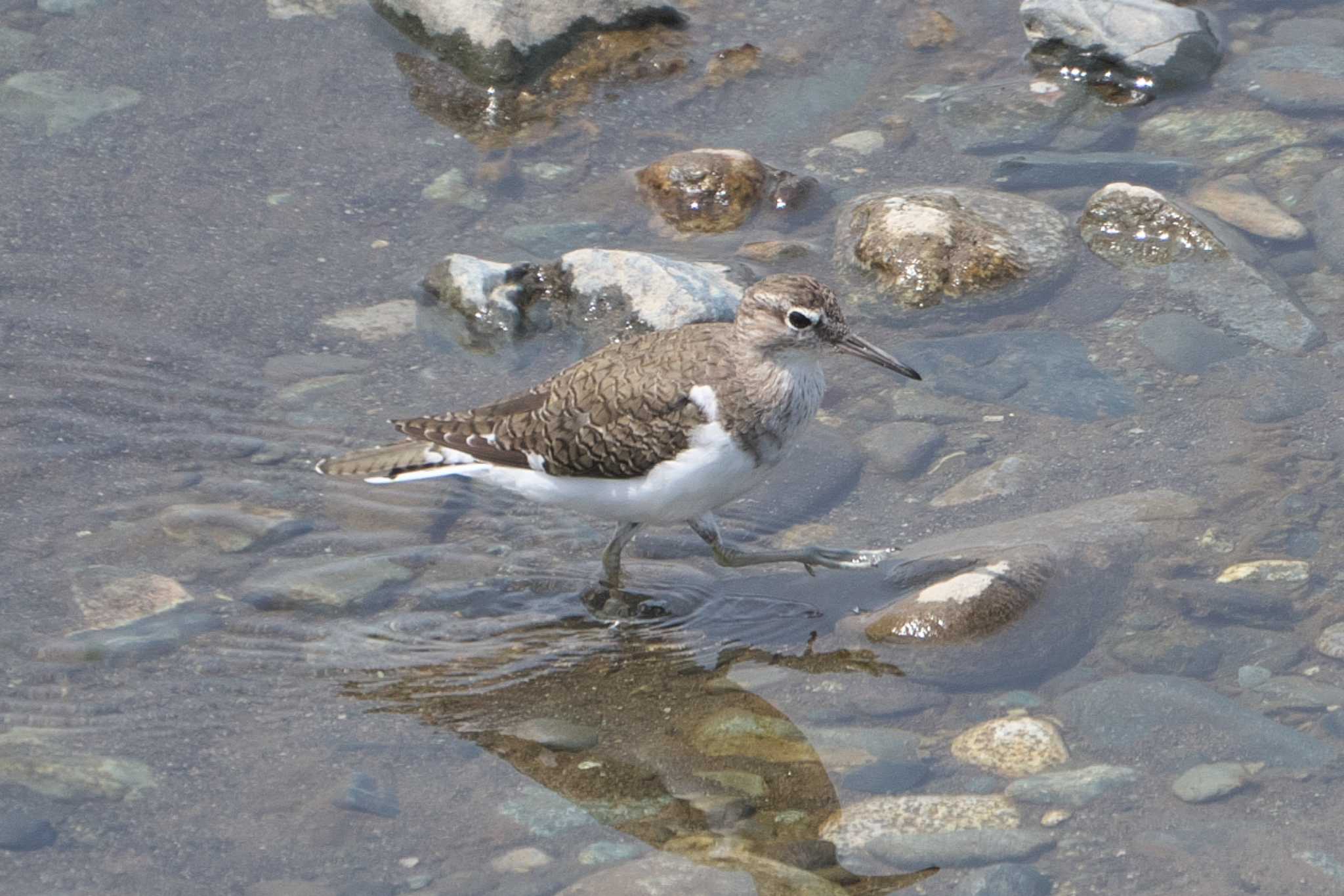 Photo of Common Sandpiper at 酒匂川河口 by Y. Watanabe