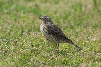 Water Pipit 酒匂川河口 Mon, 4/15/2024