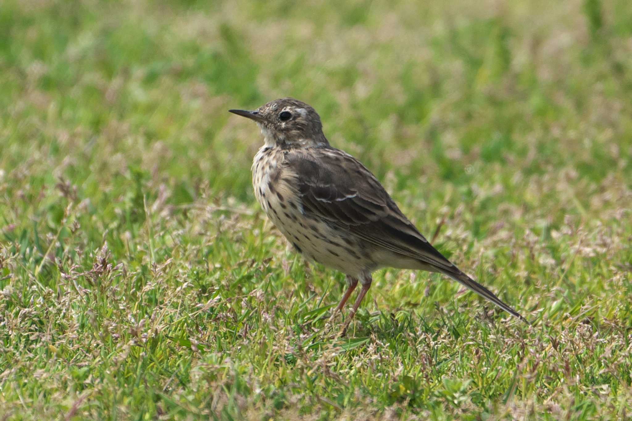 Photo of Water Pipit at 酒匂川河口 by Y. Watanabe