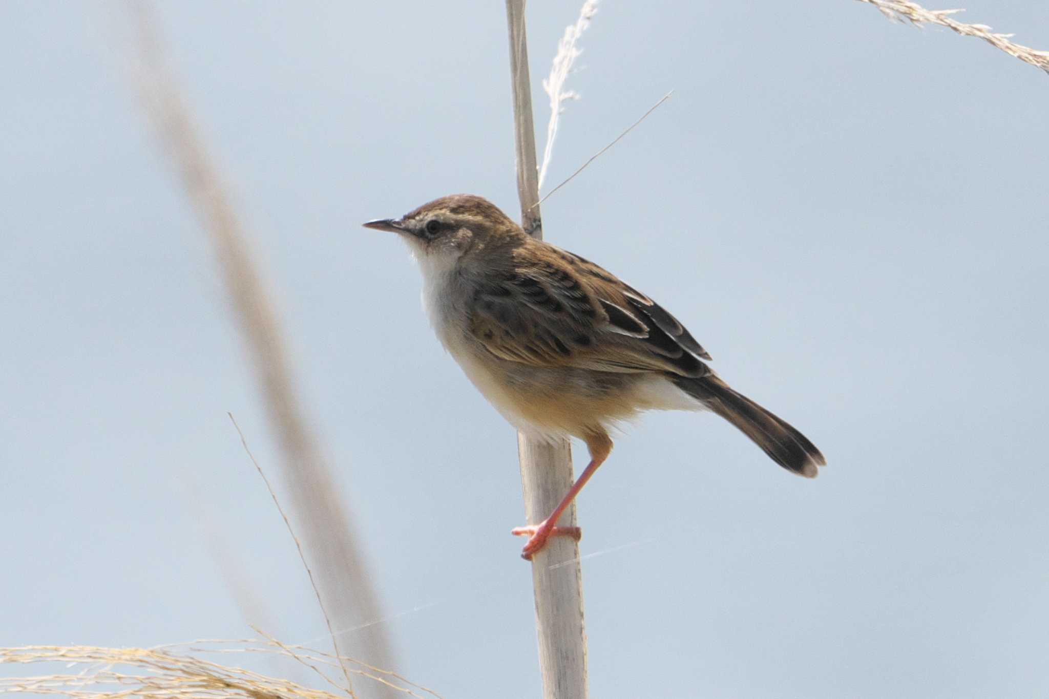 Photo of Zitting Cisticola at 酒匂川河口 by Y. Watanabe