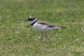 Little Ringed Plover 酒匂川河口 Mon, 4/15/2024