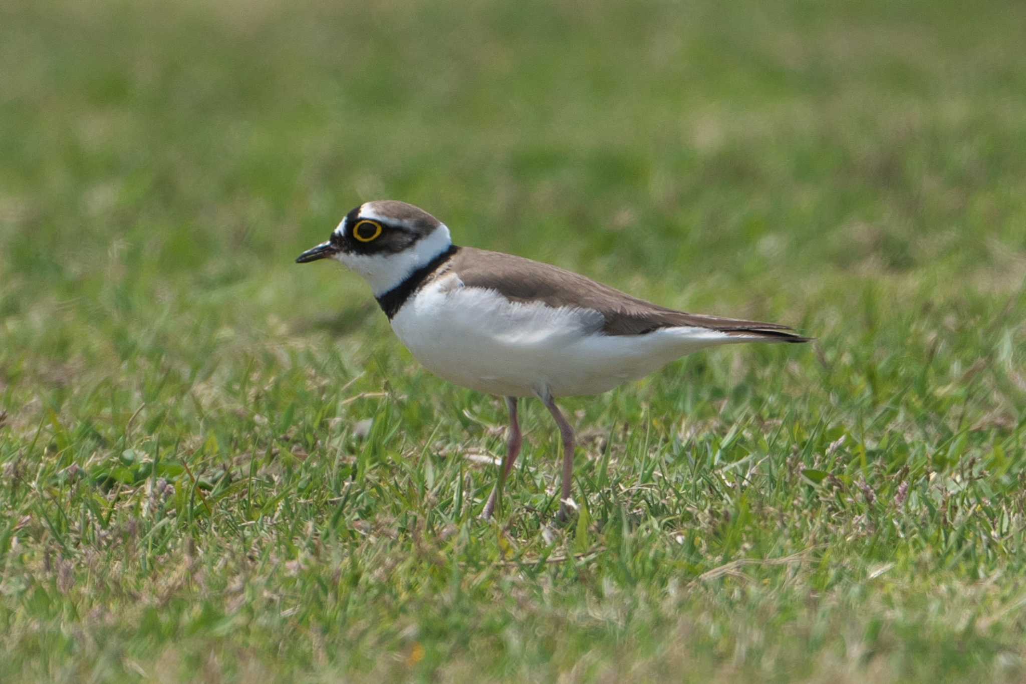 Little Ringed Plover