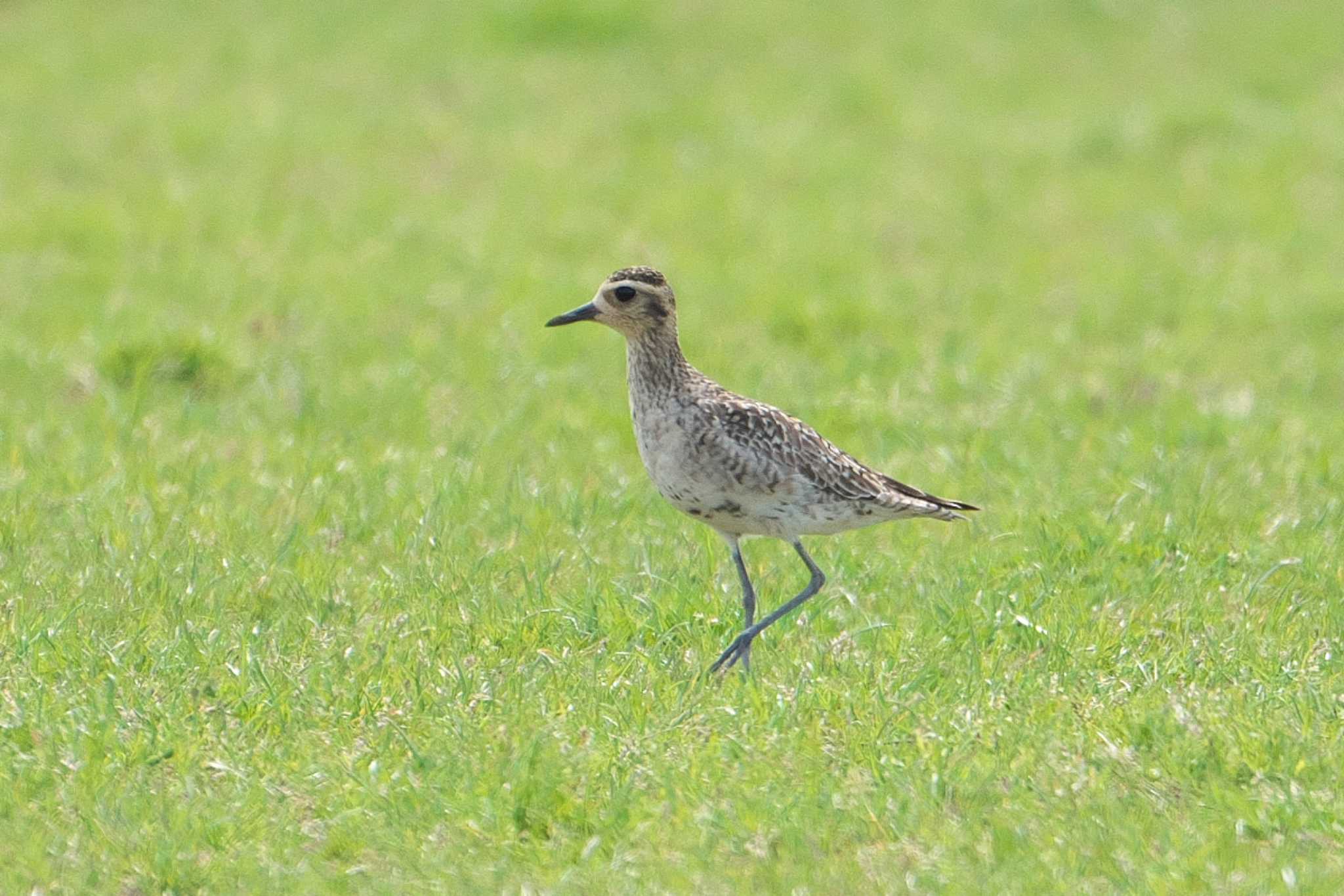 Pacific Golden Plover