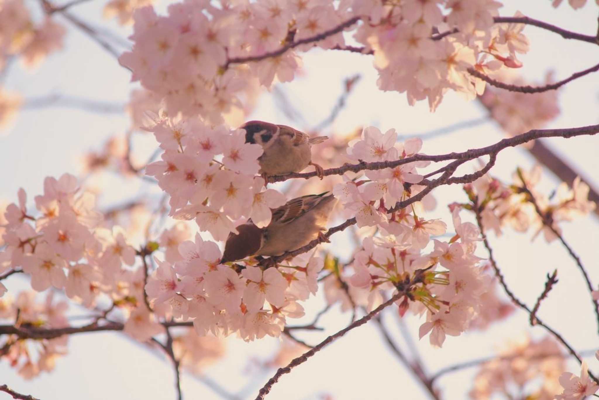 桜雀 by tomo